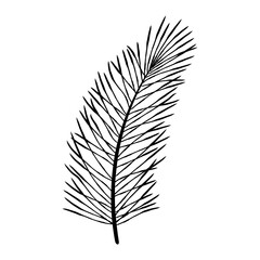 Detailed hand drawn tall pine branch in black ink, realistic evergreen botanical illustration perfect for winter and holiday designs