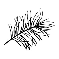 Curved hand drawn pine branch with several thin offshoots, elegant evergreen botanical element perfect for winter stationery and decor