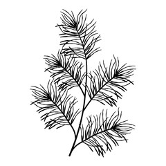 Large multi stemmed pine branch with airy layered needles, detailed evergreen foliage illustration for winter compositions and backgrounds