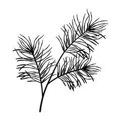 Hand drawn fluffy pine branch with soft needles, realistic evergreen botanical element for seasonal and Christmas projects