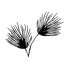 Small hand drawn tuft of pine needles, minimal evergreen botanical accent perfect for winter cards, logos and patterns