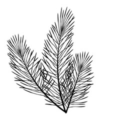 Large hand drawn cluster of dense pine branches, rich evergreen foliage illustration ideal for winter compositions and backgrounds