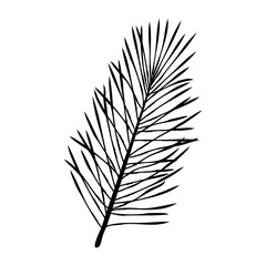 Slim upright evergreen branch with fine needles, simple hand drawn botanical element ideal for minimal winter and Christmas designs