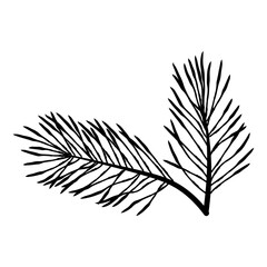 Short almost horizontal pine branch with fine needles, minimal evergreen botanical element perfect for borders, frames and seamless patterns