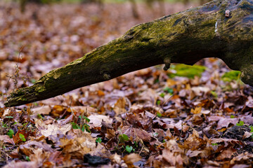 Tree trunk resting on ground covered with dry leaves in a forest area