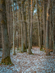 winter forest in the evening