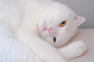 white  cat © Nisanur