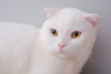 white  cat © Nisanur