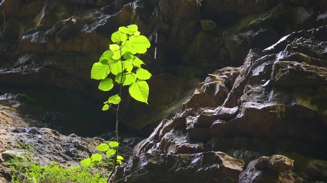 A small, vibrant green plant thrives in a rugged, rocky environment, reaching towards a beam of sunlight. This image captures the resilience and persistence of nature in a harsh landscape.