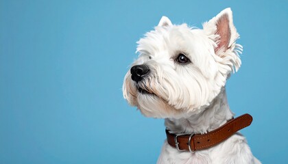 A white, fluffy dog, wearing a brown collar, looks upwards against a blue backdrop