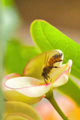 Honey bee pollinating in a local garden.