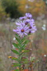 New England aster wildflowers at Raven Glen Forest Preserve in Antioch, Illinois