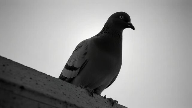 A solitary urban pigeon perches on a concrete ledge. Captured in striking black and white, the bird is shown in three sequential poses against a bright, overcast sky