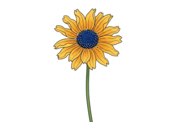 Stylized golden yellow flower with wavy edges, deep dark blue central disc, light dots, and green stem, on a pristine transparent background with copy space, minimalist flat vector art, modern