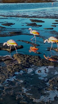 Sunset Snowfall In El Calafate Santa Cruz Argentina. Capturing The Hustle And Bustle Of A Vibrant City From Above. Outdoor Tourism Icon Patagonia. Outdoor Outside Patagonia High Angle View.