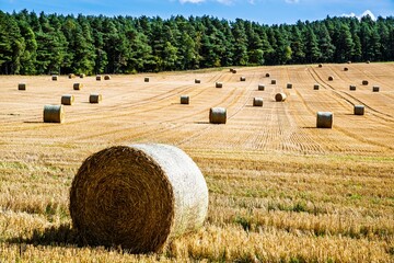 Straw bales in the Scottish fields, Scotland, UK