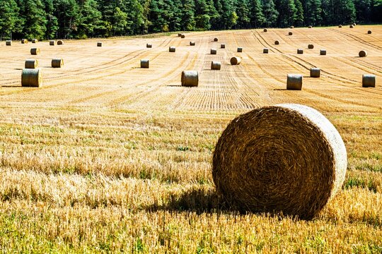 Straw bales in the Scottish fields, Scotland, UK