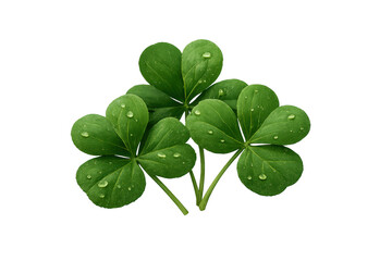 Obraz premium Three leaf clover leaves with dew drops representing luck, st patrick's day, and nature, isolated on transparent background