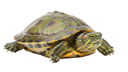 Obraz premium Red-eared slider turtle, isolated on transparent background