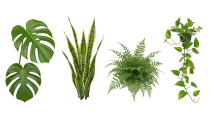 Collection of four green houseplants isolated on transparent background