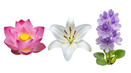 Three Flowers: Lotus, Lily, and Hyacinth, isolated on transparent background
