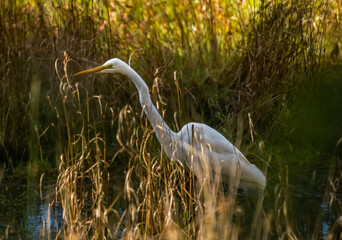 great white heron