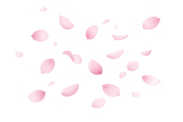 Pink falling petals creating a sweet delicate romantic atmosphere with spring sakura blossoms on a transparent background