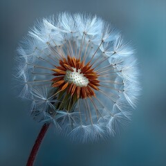Macro Dandelion Bloom Opening At Dawn Revealing Soft Morning Haze Delicate Botanical Beauty Serenity Detail