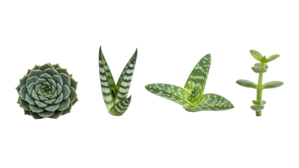 Four succulent plants variety isolated on transparent background