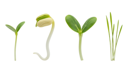 Four plant sprouts showing growth stages, isolated on transparent background