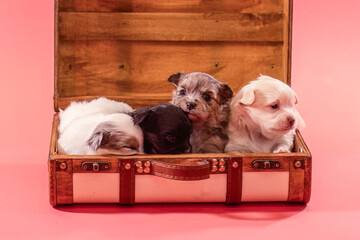 Four small chihuahua puppies sitting together in an open wooden suitcase, studio scene with soft pink background