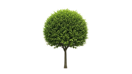 Topiary Ball Tree Isolated on Transparent Background