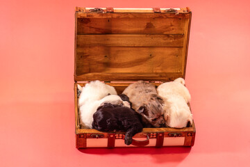 Four small chihuahua puppies sitting together in an open wooden suitcase, studio scene with soft pink background