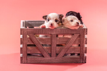 Three small chihuahua puppies sitting together in a rustic wooden crate, studio scene with soft pink background