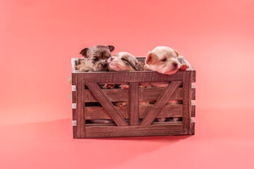 Three small chihuahua puppies sitting together in a rustic wooden crate, studio scene with soft pink background