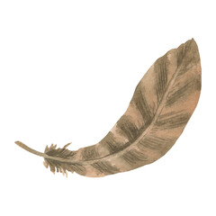 Watercolor flying feather clipart. Illustration in earth colors