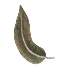 Boho watercolor dark brown feather clipart. Illustration in earth colors for invitations, dream catcher