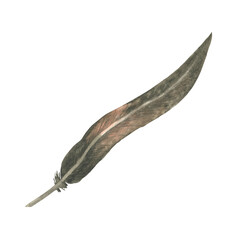 Watercolor thin feather clipart. Illustration in earth colors