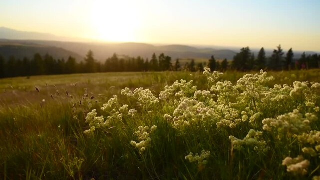 Sunny Afternoon With Wildflowers