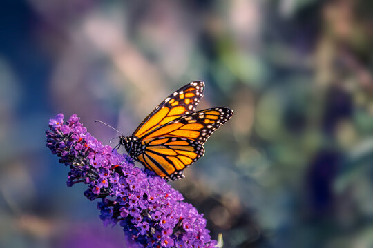 A vibrant Monarch butterfly (Danaus plexippus) with orange and black wings feeds on nectar from the purple flowers of a butterfly bush (Buddleja davidii) in a sunny summer garden.
