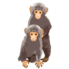 Two baby monkeis