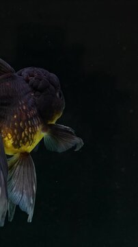 Black oranda goldfish floating slowly underwater. Calm aquarium scene with subtle motion
