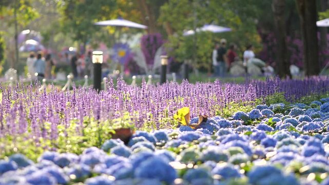 Beautiful Flower Garden with Purple Lavender and Blue Hydrangea in Public Park