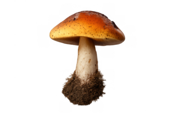 Caesar's mushroom, amanita caesarea, with an orange cap and white stem, showing brown soil at its base on transparent background