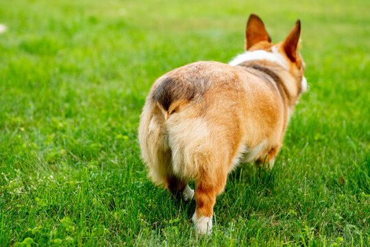 Corgi Walking Away on Green Grass, Rear View of dog's butt and docked tail
