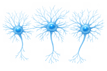 Brain neuron cells representing human nervous system anatomy and scientific research on transparent background