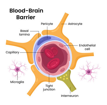 Vector illustration of the brain blood-brain barrier showing cells and astrocytes, highlighting the protective barrier between blood and brain tissue with detailed cellular structures.