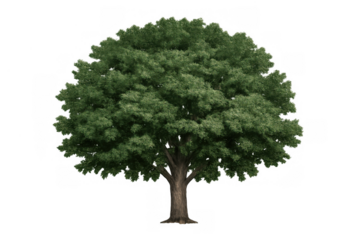 Mature green tree with dense foliage and strong trunk, representing growth and nature, isolated on a transparent background