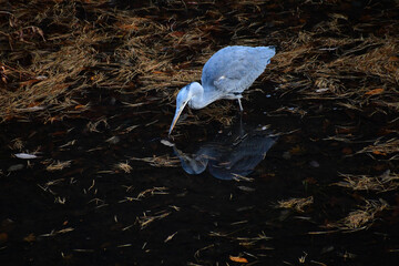 秋の池で獲物を探すアオサギ