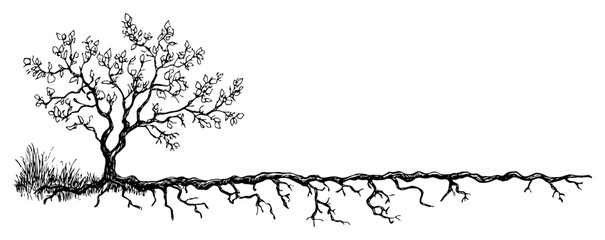 Tree with long spreading underground roots in hand drawn style